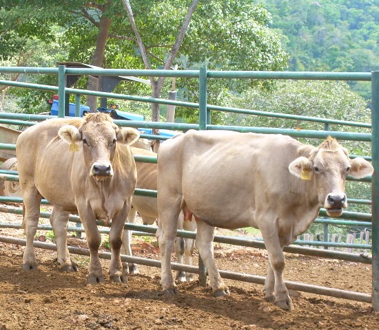 http://www.ganadof1.com/vacas%20braunvieh%20en%20EL%20JOBAL%20Oct%202007.JPG